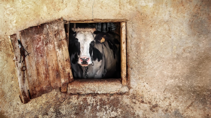 Cow in a barn window