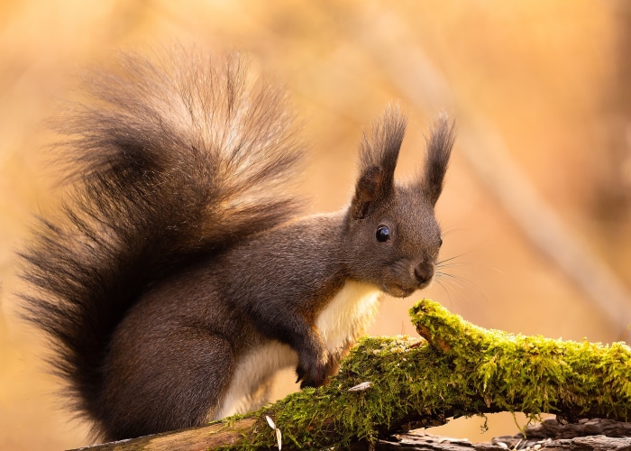Squirrel on a mossy branch