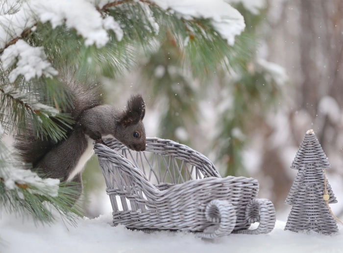 Squirrel on a snowy branch with a sleigh
