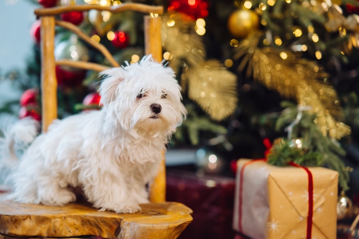 White dog on a chair near Christmas tree 4K