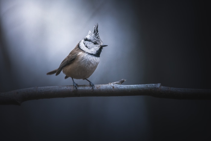 Crested Tit bird on a branch