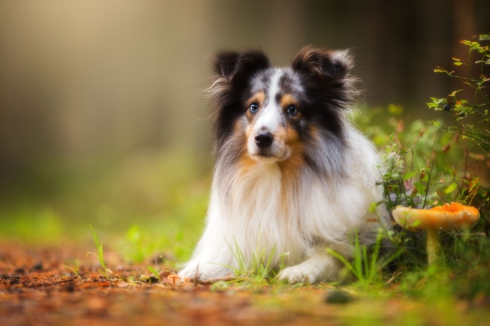 Shetland Sheepdog in a forest with a mushroom