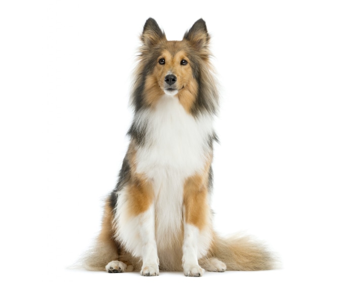 Shetland Sheepdog sitting
