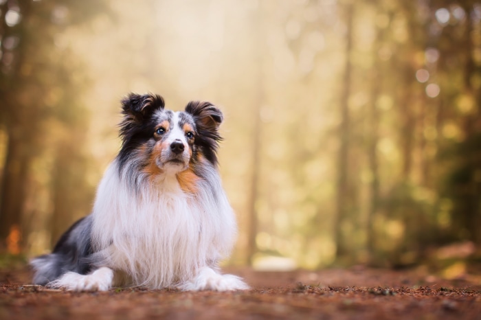 Shetland Sheepdog in a forest 4K