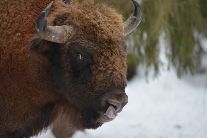 European Bison in Snowy Forest