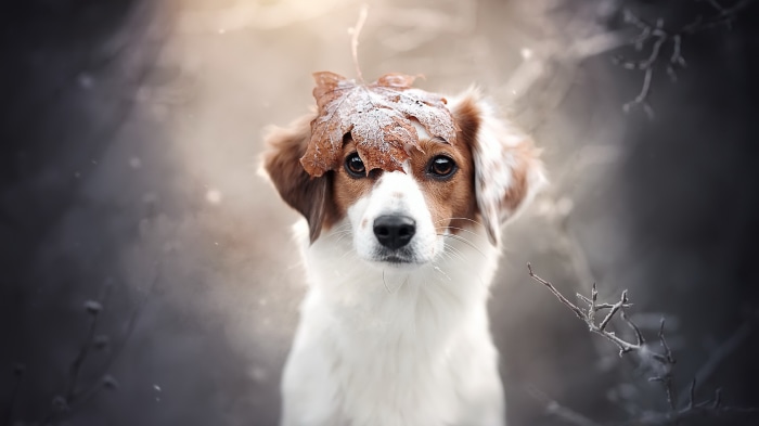 Dog with a leaf on its head