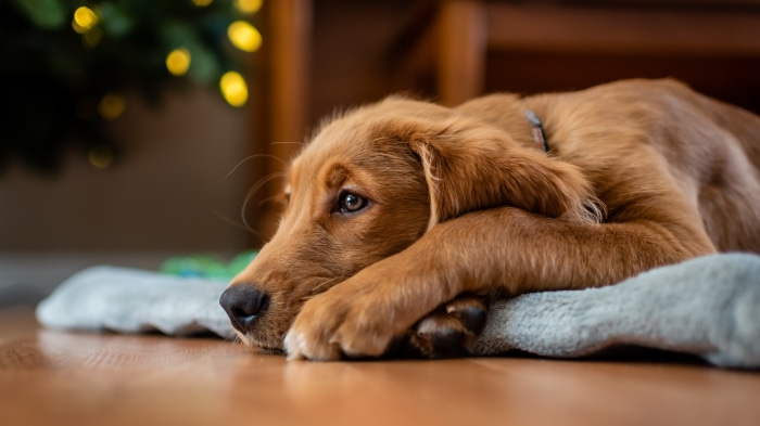 Golden Retriever puppy resting on a mat