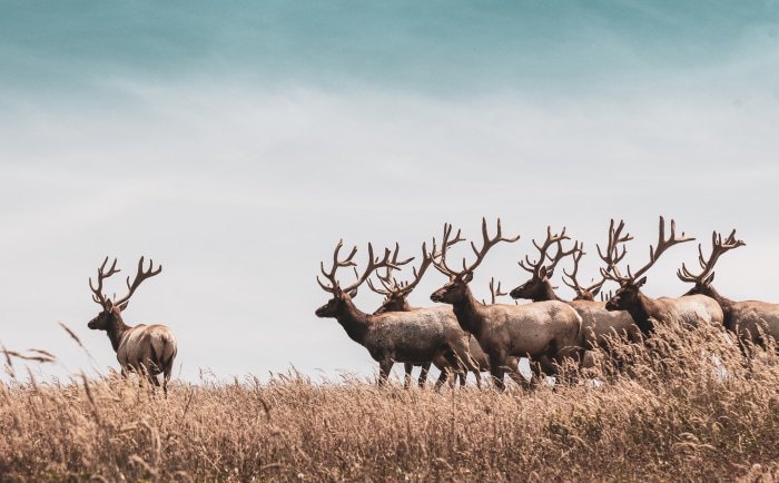 Herd of Elk in a Field