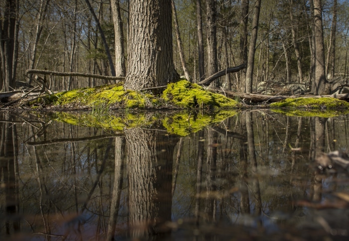 Mossy swamp with tree reflection in water