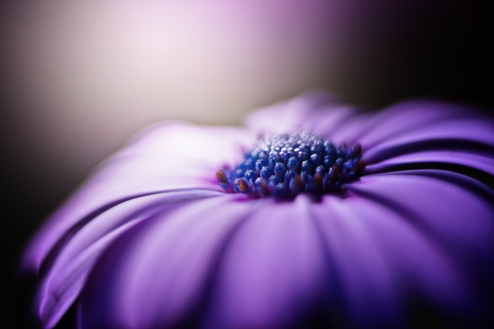 Macro shot of a purple African Daisy