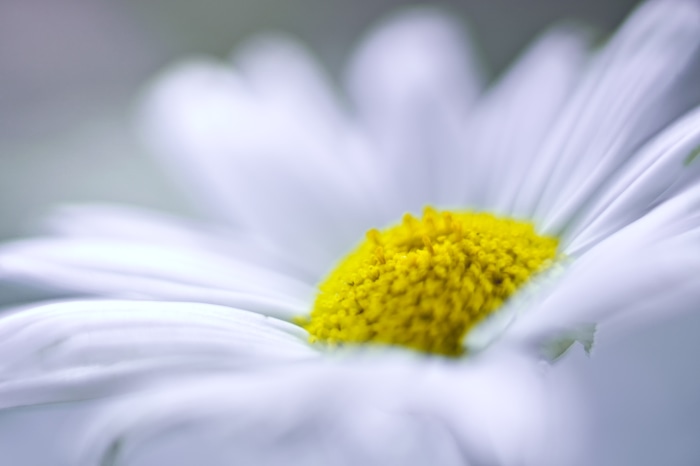 Macro shot of a daisy flower