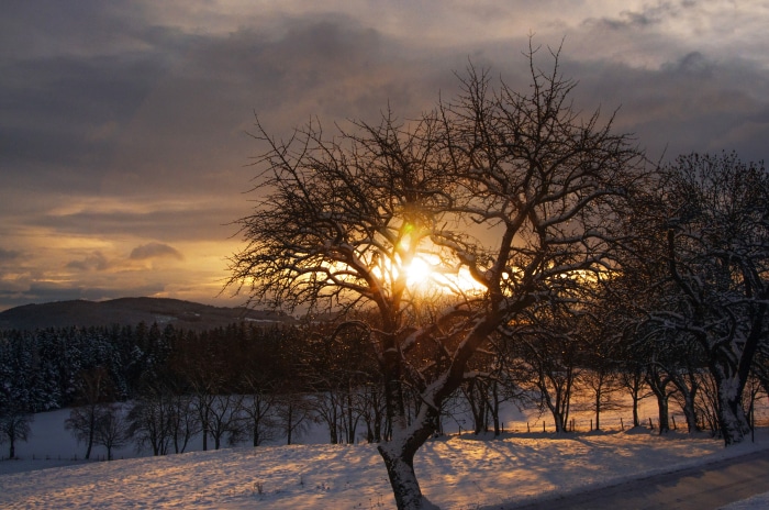 Bare tree in snowy landscape at sunrise