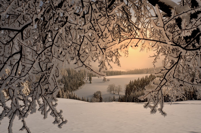 Snowy forest landscape with frosted branches