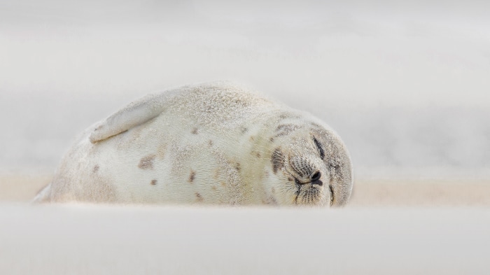 Harp seal sleeping on a sandy beach