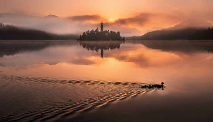 Assumption of Mary Church and ducks on Lake Bled at sunrise