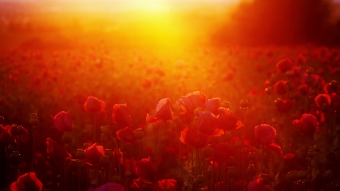 Field of Red Poppies at Sunset 4K