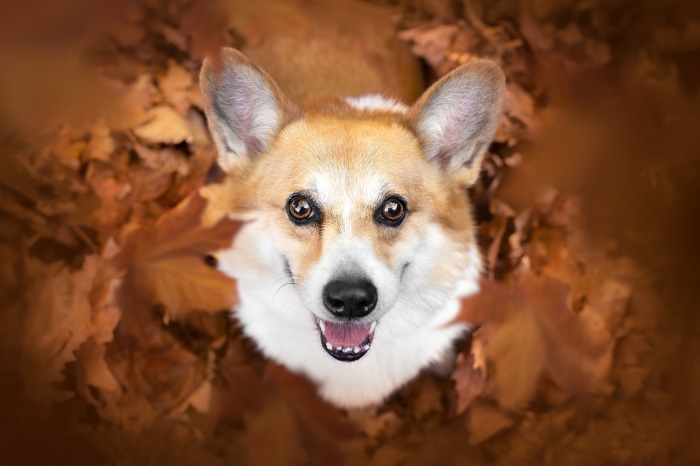 Corgi dog in autumn leaves