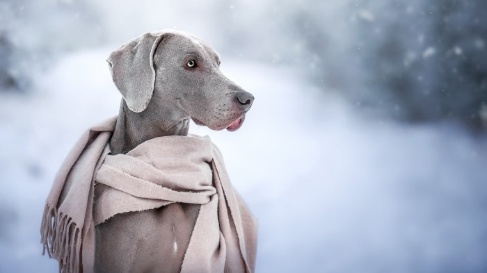Weimaraner dog wearing a scarf in the snow