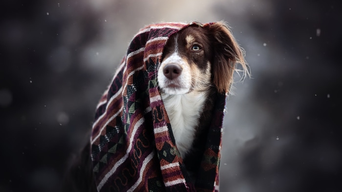 Dog wrapped in a blanket in the snow