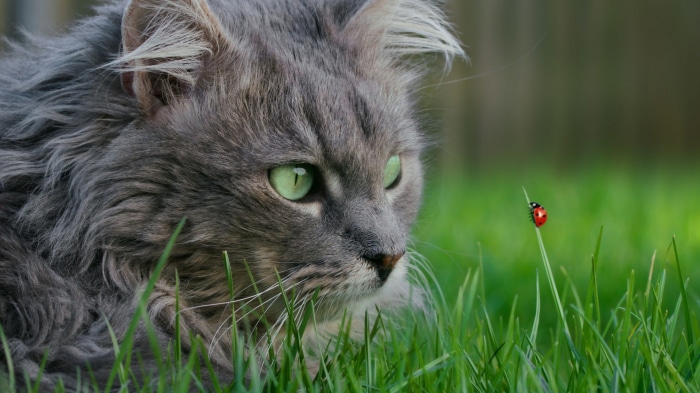 Gray cat looking at a ladybug on grass