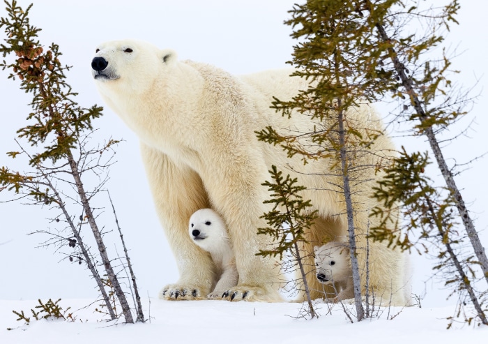 Polar Bear Mother and Cubs in Snowy Landscape