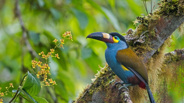 Plate-billed Mountain-Toucan by Tui De Roy