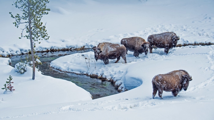 American bison in snowy Yellowstone National Park