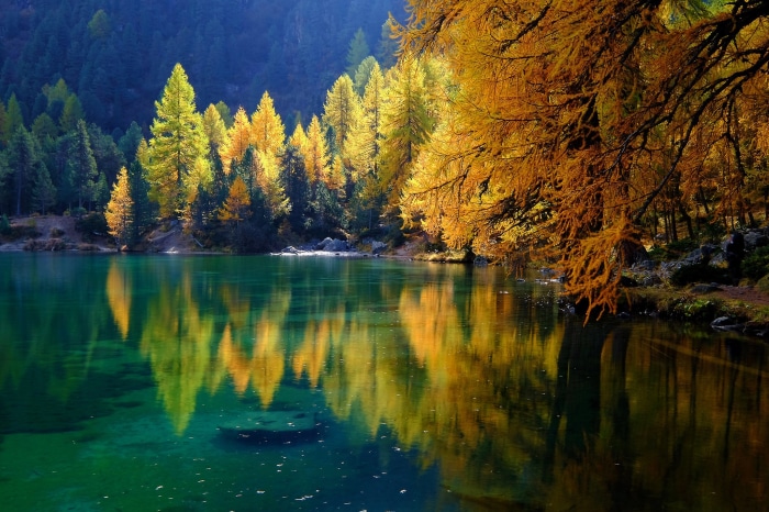 Autumn trees reflecting in a clear lake