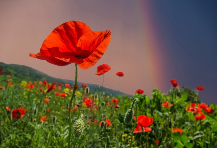 Field of red poppies with a rainbow