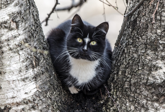 Black and white cat sitting in a tree