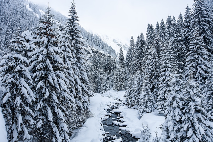Winter forest with a stream