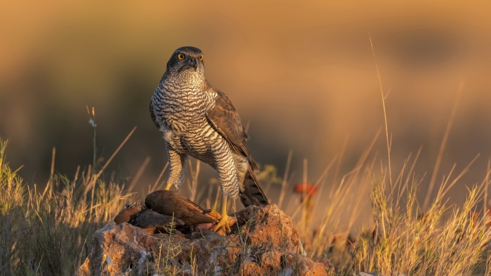 Northern Goshawk with prey on a rock