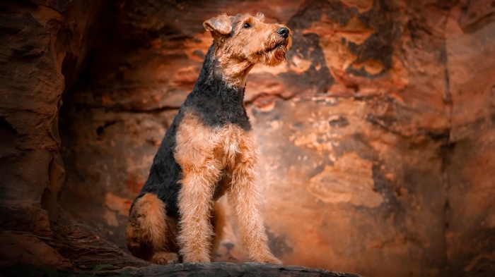 Airedale Terrier sitting on a rock