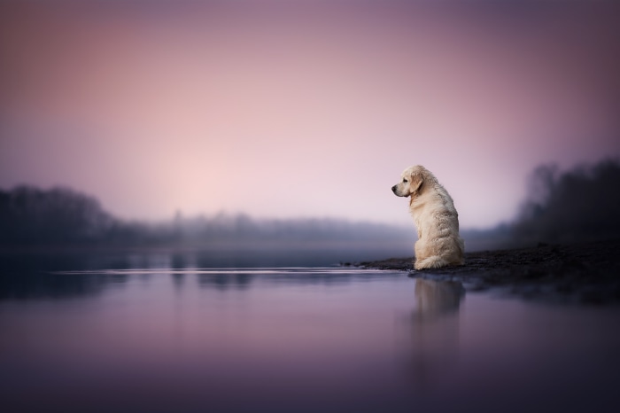 Golden Retriever sitting by a lake at sunset