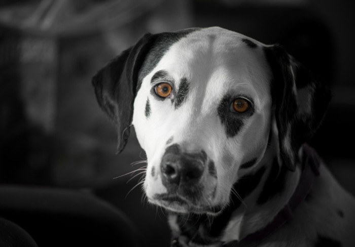 Dalmatian dog portrait