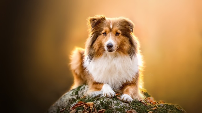 Shetland Sheepdog lying on a rock