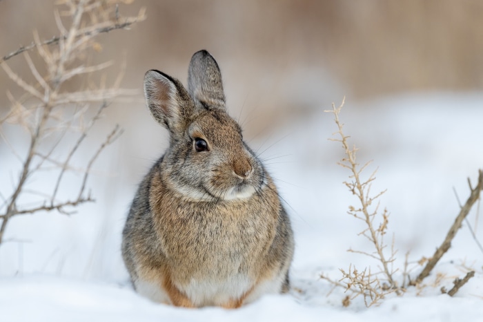 Rabbit in the snow
