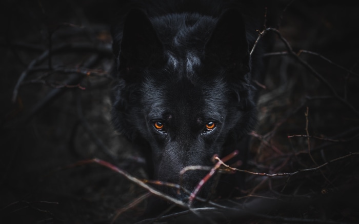 Black German Shepherd with orange eyes in forest