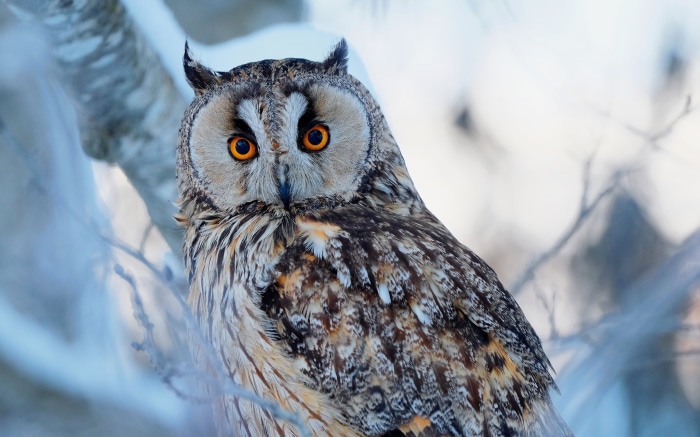Long-Eared Owl perched on a branch in winter