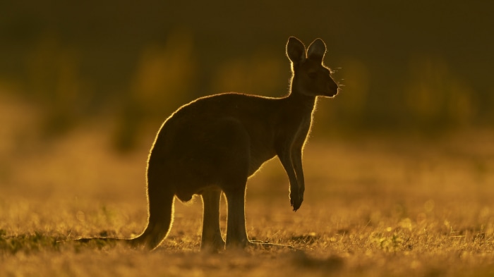 Kangaroo in golden hour light