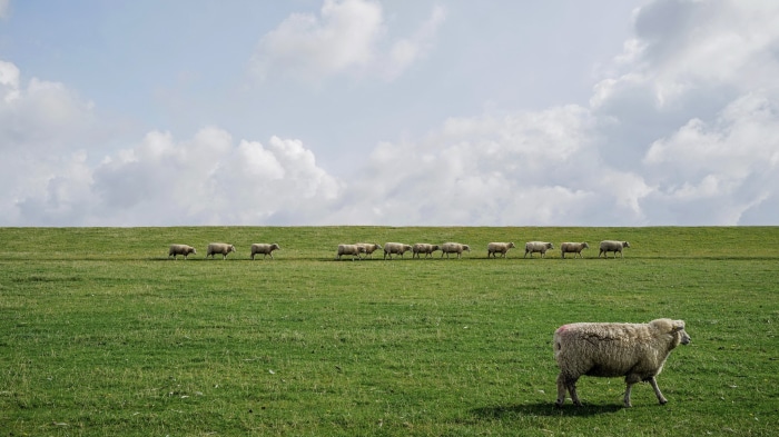 Sheep walking in a line on a grassy hill