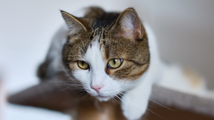 Close-up of a tabby and white cat