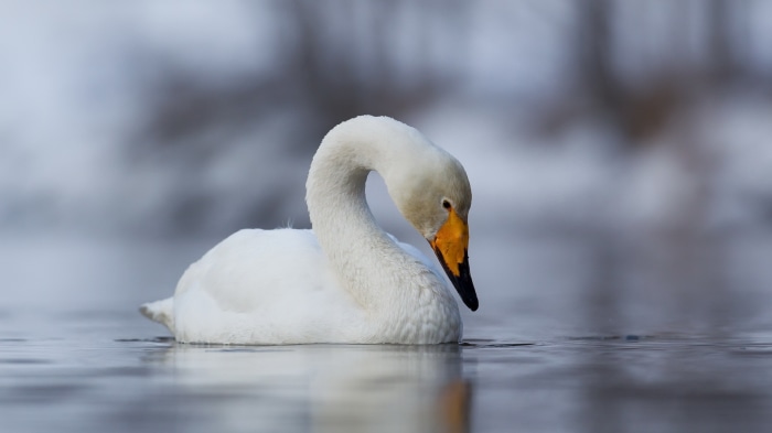 Whooper Swan on water