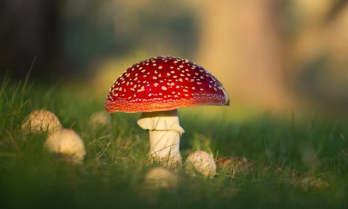 Amanita muscaria mushroom in grass