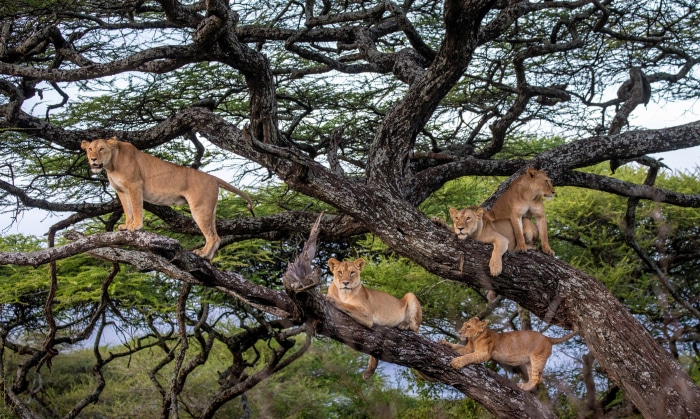 Lions resting on a large tree branch