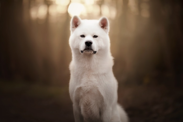 White Akita dog sitting in a forest