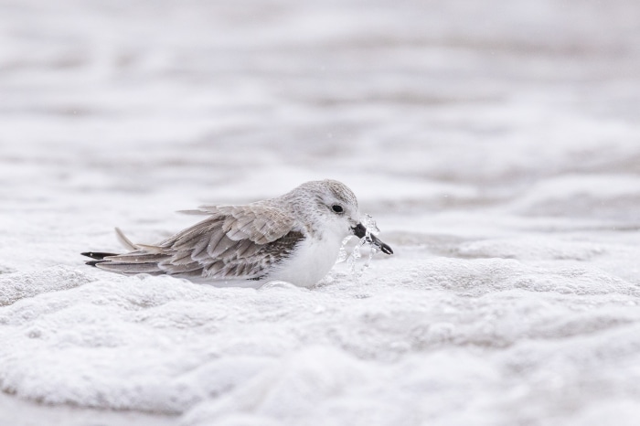 Sanderling bird in foamy water