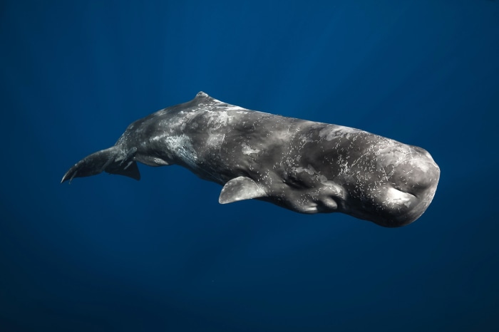 Sperm Whale Underwater