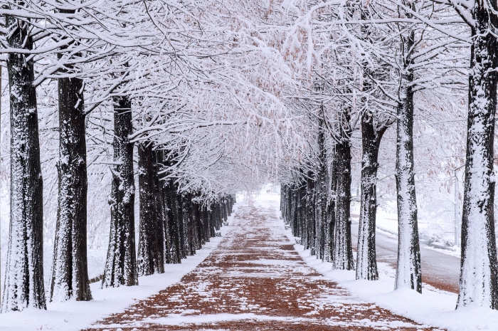 Park pathway lined with snow-covered trees in winter