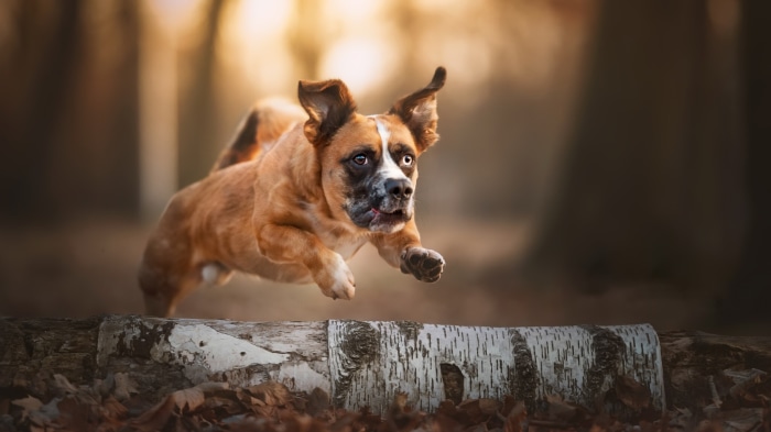 Dog jumping over a log in a forest
